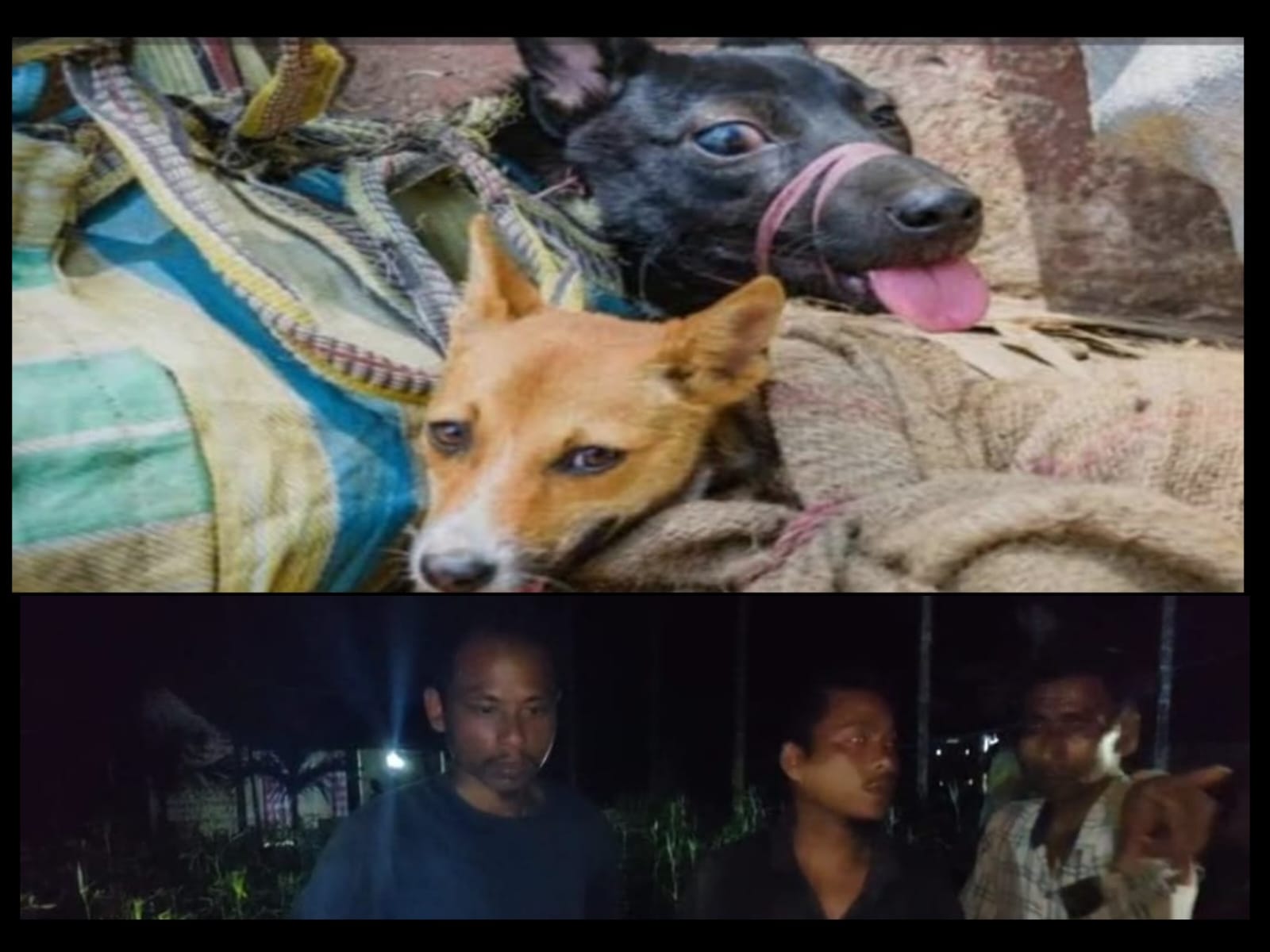 গাড়ি করে অবুঝ কুকুর পাচারের চেষ্টা
